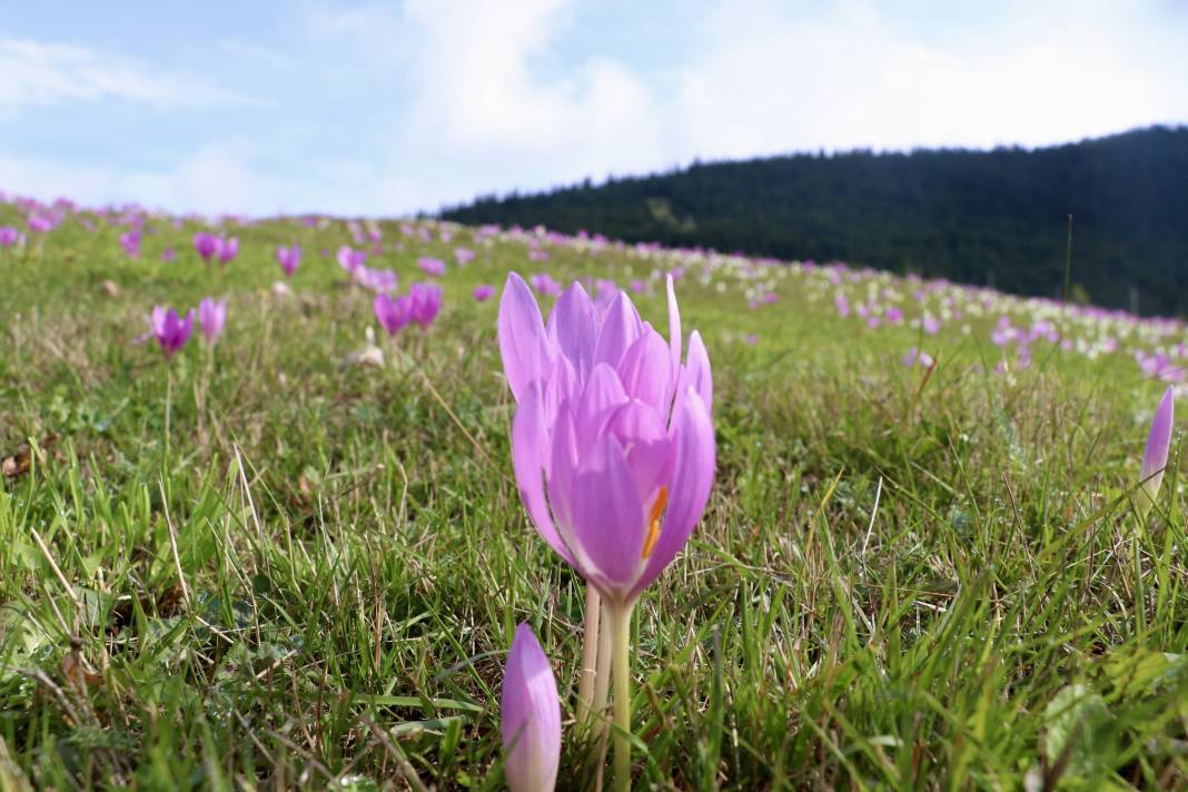 Karadeniz'in mor habercisi! Vargit çiçeği yaylacıları eve çağırıyor 1